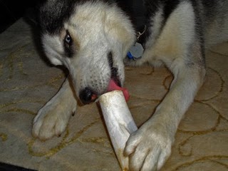 licking_bone