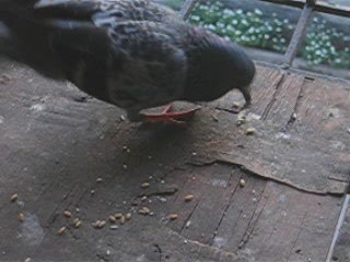 pigeons_eating