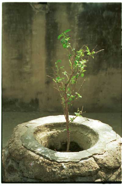 tulsi-devi